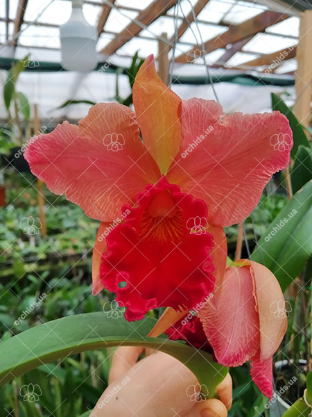 Sophrolaeliocattleya Mae Hawkins 'Miya'.jpg