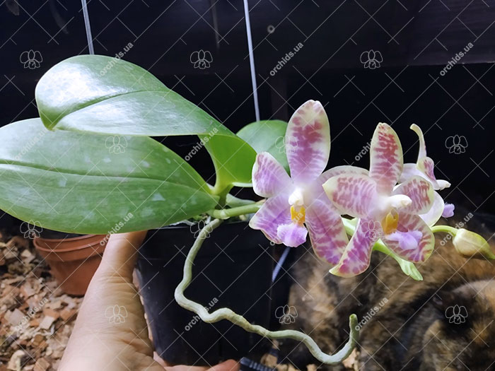 Phalaenopsis gigantea x Chienlung Moonlight.jpg