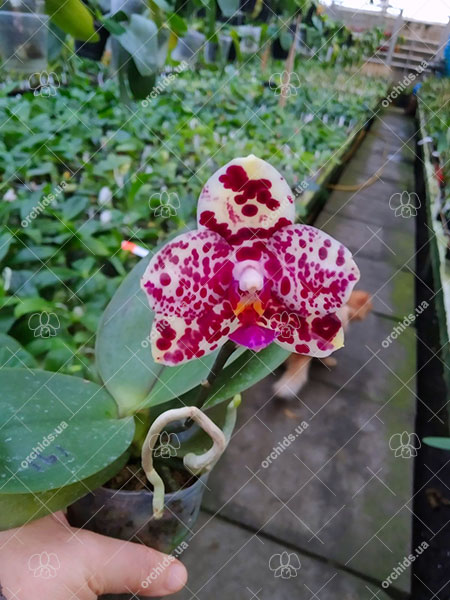 Phalaenopsis Mituo Diamond 'Cluster'.jpg
