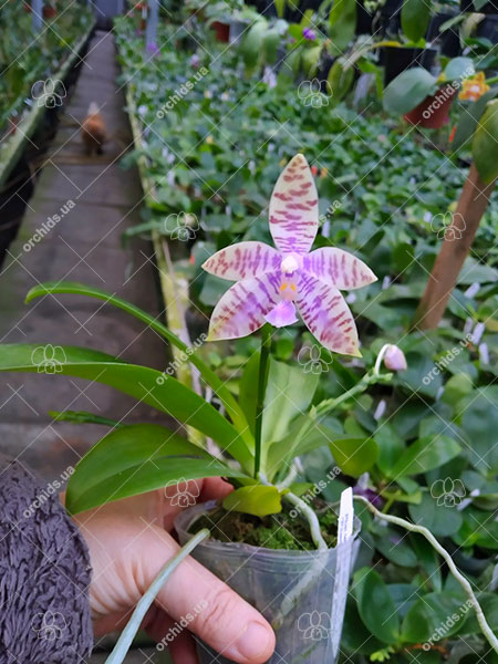 Phalaenopsis tetraspis alba x lueddemanniana 'Hsia 2347'.jpg