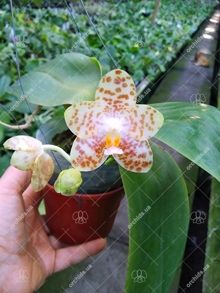 Phalaenopsis gigantea x Yungho Gelblitz.jpg