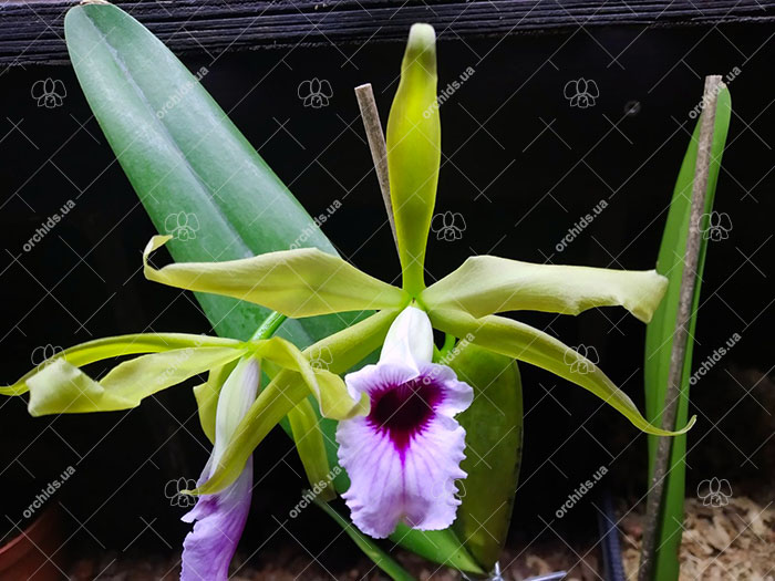 Laelia tenebrosa 'Caliman' x self.jpg