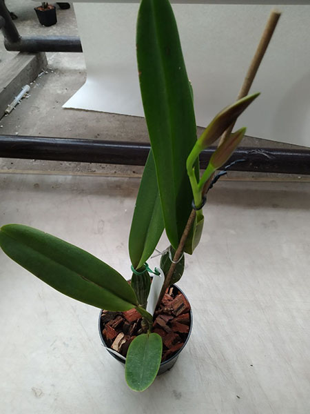 Laelia tenebrosa 'Fumacina Fujita' x tenebrosa 'Cobre'.jpg