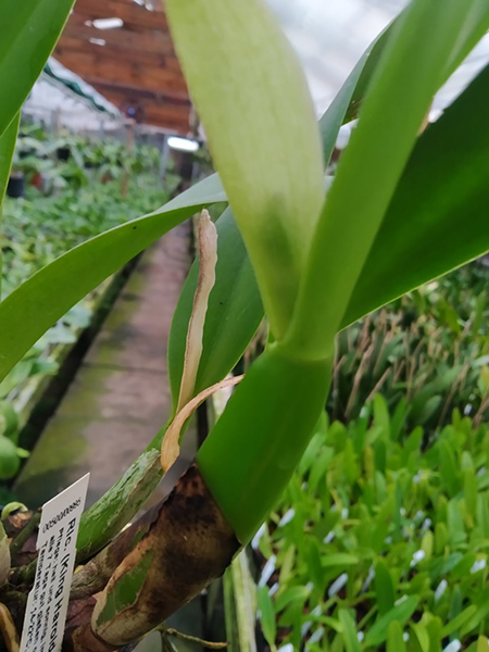 Rhyncholaeliocattleya (King Harold x Monroe Walk).jpg