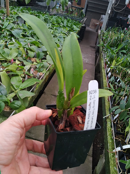 Laeliocattleya Spring Fires 'Lenette #3' x Potinara Martha Clarke 'Bali Flare'.jpg