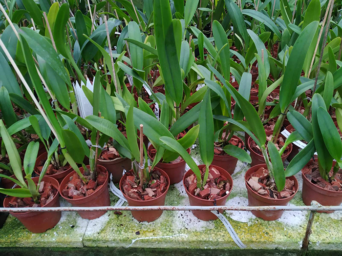 Cattleya Hardyana (warscewiczii semi-alba x dowiana aurea).jpg