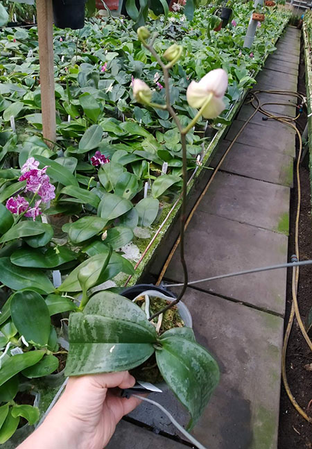 Phalaenopsis sanderiana.jpg