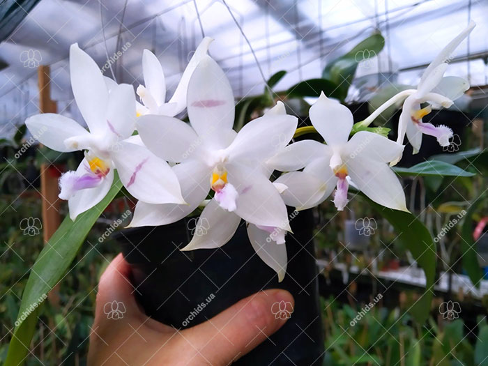 Phalaenopsis Penang Violacea x tetraspis.jpg