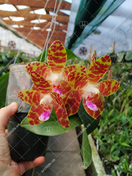 Phalaenopsis Giant Passion x Zheng Min 'Hazel'.jpg