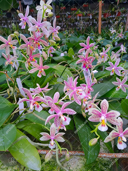 Phalaenopsis Chip Chop 'F4586' x mannii 'Black'.jpg