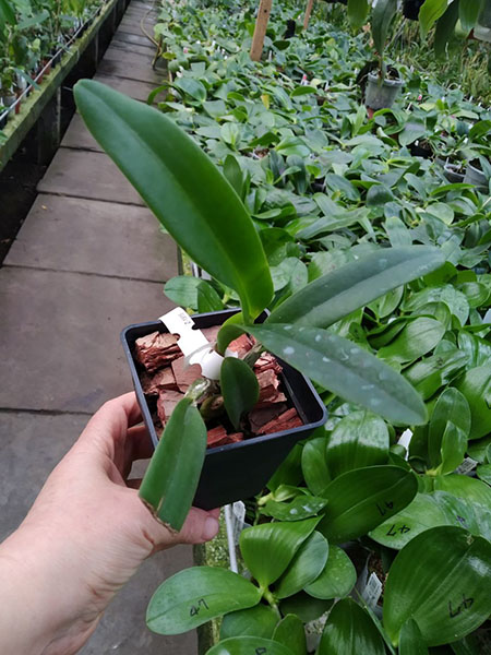 Cattleya percivaliana 'Summit -Mutant' x SELF.jpg