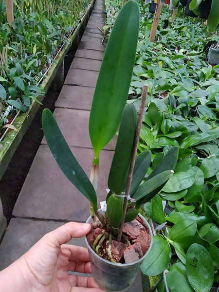 Cattleya percivaliana ('Albert's' x 'Summit-Mutant').jpg