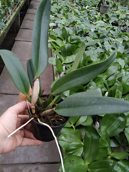 Cattleya percivaliana var alba x sib.jpg