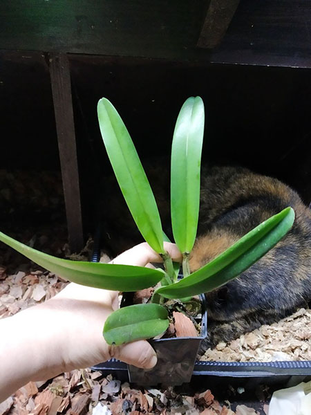 Cattleya percivaliana 'Karen Graf' x 'Summit'.jpg