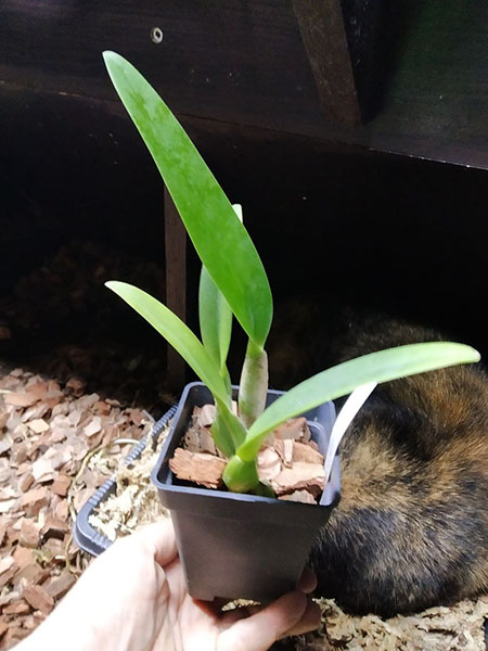 Cattleya percivaliana tipo.jpg