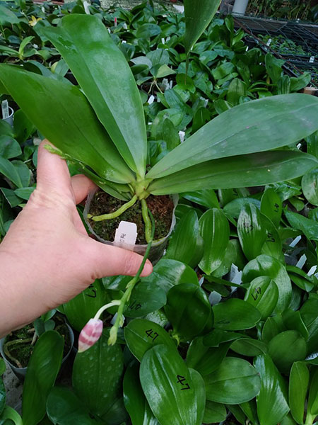 Phalaenopsis Chienlung Mary (speciosa x mariae).jpg