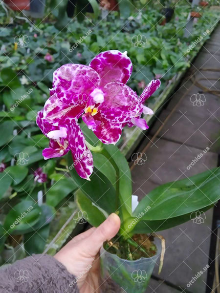 Phalaenopsis Mituo Diamond 'White Python'.jpg