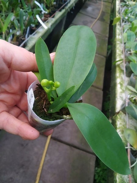 Phalaenopsis Evarise Blue Angel 'Purple Halo'.jpg