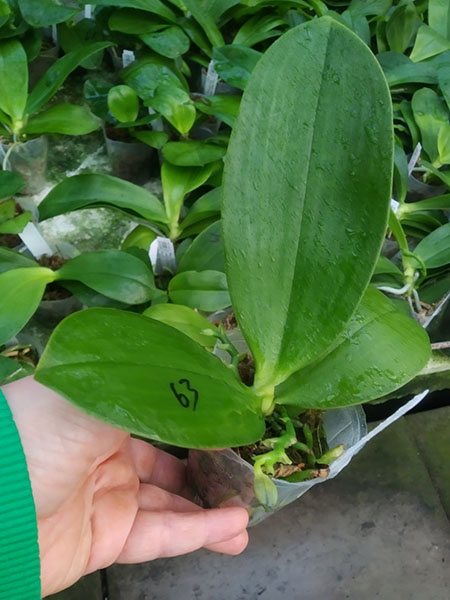 Phalaenopsis Mituo Purple Dragon 'Blue Whale'.jpg