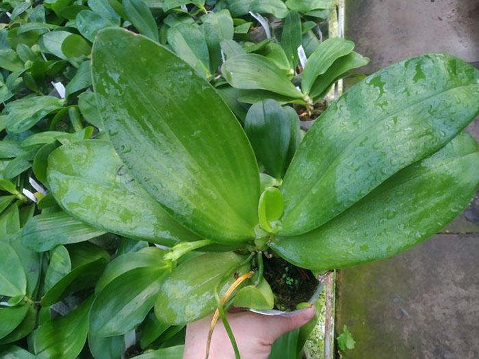 Phalaenopsis Mituo Blue Cat (Mituo Reflex Dragon 'Blue -2' x Mituo Purple Dragon 'Blue Whale').jpg