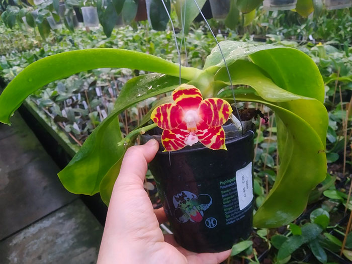 Phalaenopsis Zheng Min Yew x Giant Passion 'OK#2'.jpg