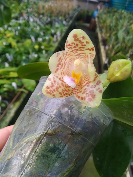 Phalaenopsis gigantea x Yungho Gelblitz.jpg
