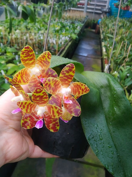 Phalaenopsis Giant Passion x Zheng Min 'Hazel'.jpg