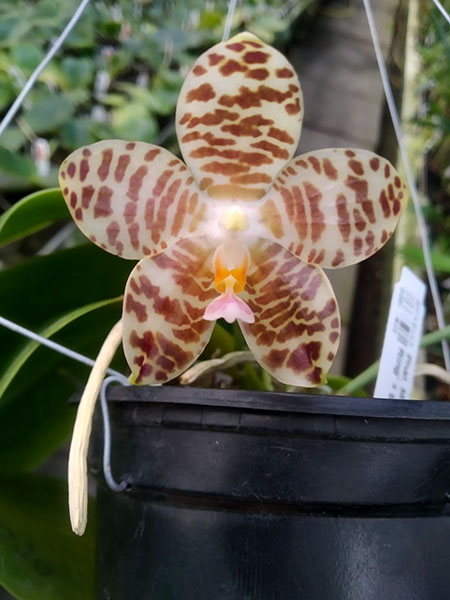 Phalaenopsis Mituo Golden Tiger 'Golden Ring' x gigantea alba 'Ta Wei'.jpg