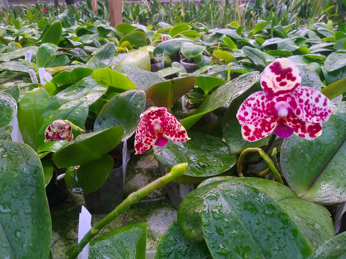 Phalaenopsis Mituo Diamond 'Cluster'.jpg