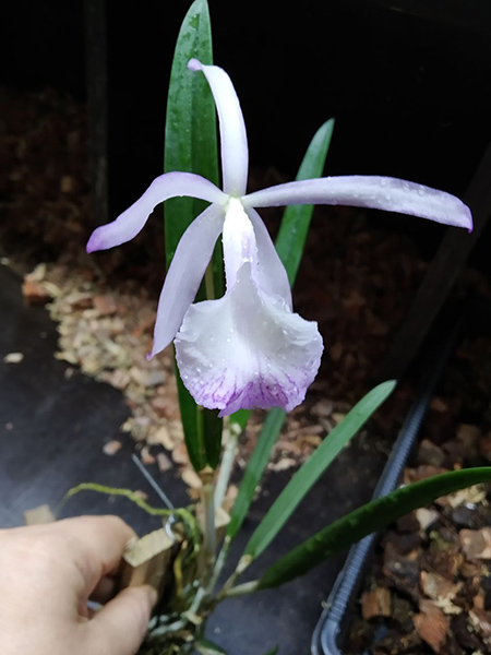 Brassocattleya Jairak Kiku.jpg