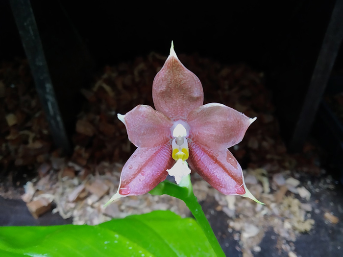 Phalaenopsis Mituo Blue Smurfs 'Blue-S' x Mituo Speciosa 'Blue-Coffe'.jpg