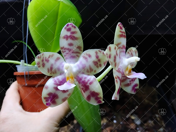 Phalaenopsis gigantea x Chienlung Moonlight.jpg