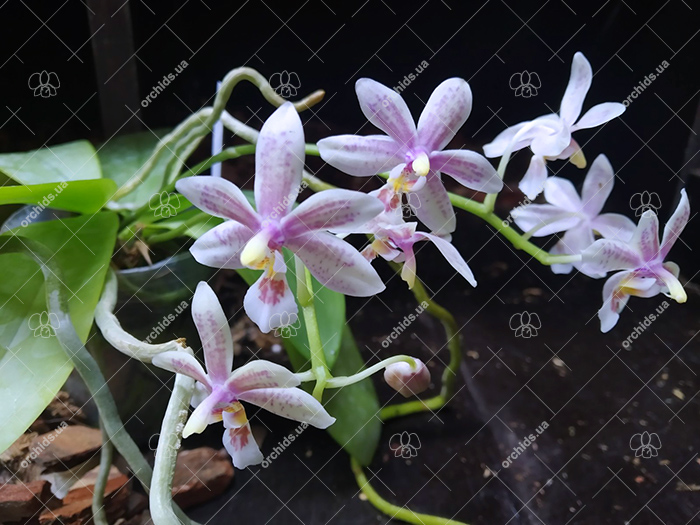 Phalaenopsis Chip Chop 'F4586' x mannii 'Black'.jpg