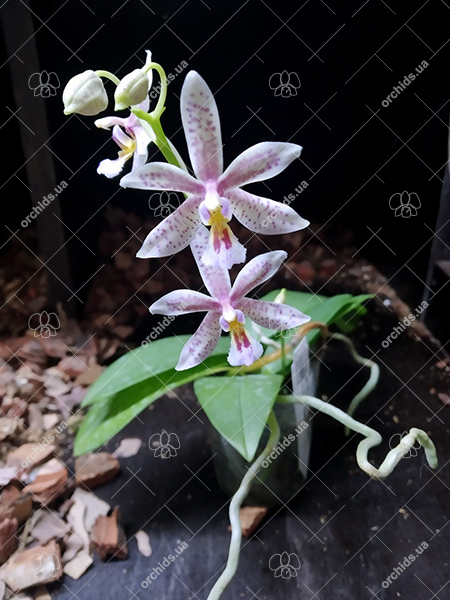 Phalaenopsis Chip Chop 'F4586' x mannii 'Black'.jpg