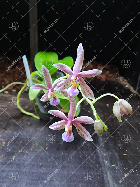 Phalaenopsis Chip Chop 'F4586' x mannii 'Black'.jpg