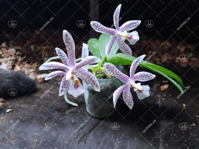 Phalaenopsis Chip Chop 'F4586' x mannii 'Black'.jpg