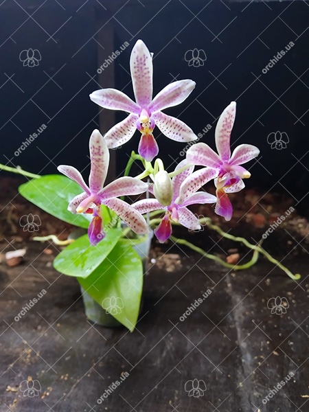 Phalaenopsis Chip Chop 'F4586' x mannii 'Black'.jpg