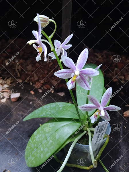 Phalaenopsis Chip Chop 'F4586' x mannii 'Black'.jpg