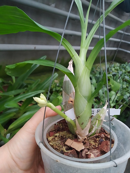 Catasetum (Joao Stivalli x vinaceum amarelo).jpg