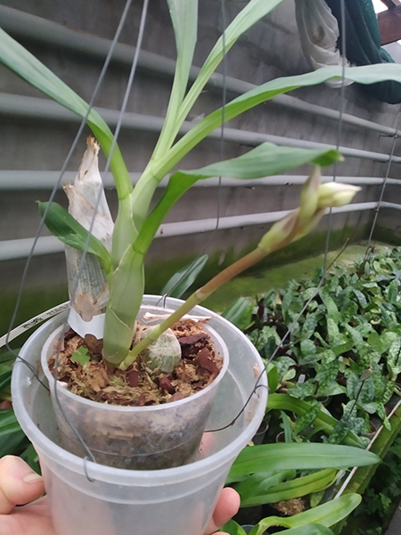 Catasetum (Stephen Moffitt x Alexis Pardo).jpg