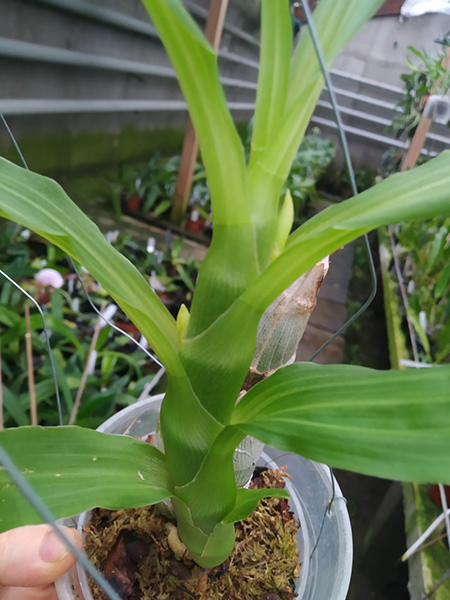 Cycnoches loddigesii.jpg