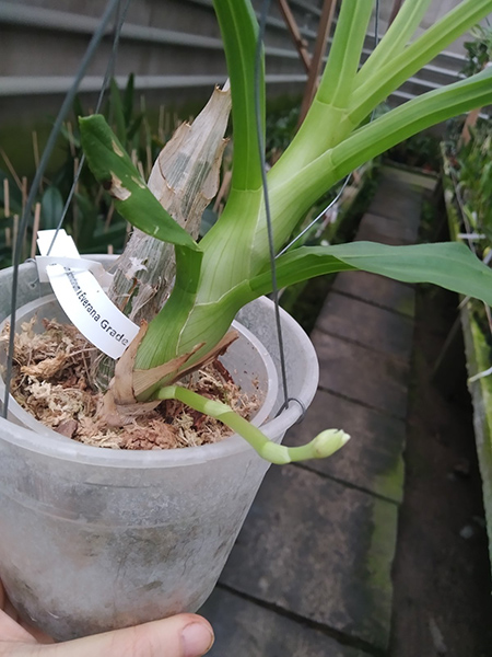 Catasetum (schmidtianum x Everana Glade).jpg