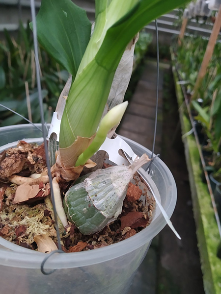 Catasetum (pileatum 'Aurantiacum' x vinaceun Red 'Jaiminho').jpg
