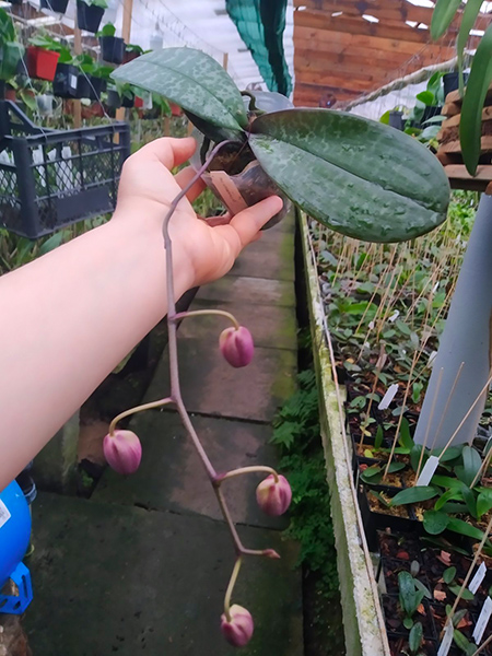 Phalaenopsis schilleriana x sib.jpg