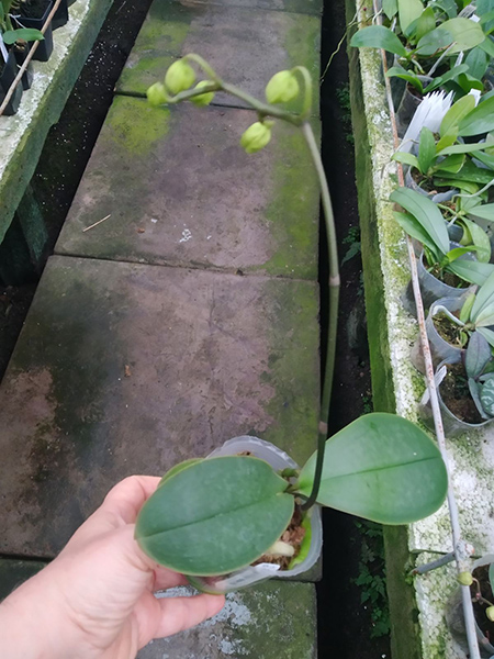 Phalaenopsis stuartiana yellow.jpg