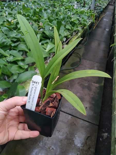 Laelia Tropical Sunrise '22 Orange' x Brassolaelia Richard Mueller '4N'.jpg