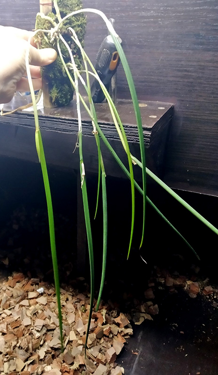 Brassavola cucullata.jpg