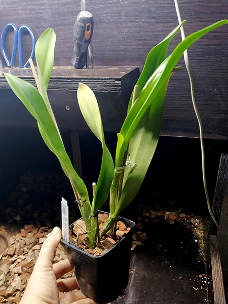 Rhyncholaeliocattleya Amazing Thailand 'Rainbow' x Haadyai Delight.jpg