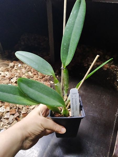 Laeliocattleya Cornelia 'Floralia' x Laeliocattleya Moonlight Dream 'SVO Moonlight Kiss'.jpg