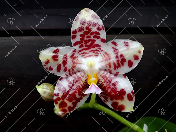 Phalaenopsis gigantea x Yaphon Lover 'Yaphon'.jpg